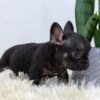 Image of Rudy, a French Bulldog puppy