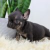 Image of Rudy, a French Bulldog puppy