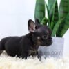 Image of Rudy, a French Bulldog puppy