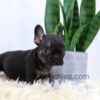 Image of Rudy, a French Bulldog puppy