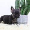 Image of Rudy, a French Bulldog puppy