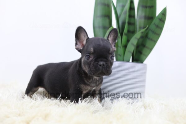 Image of Rudy, a French Bulldog puppy