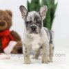 Image of Stella, a French Bulldog puppy