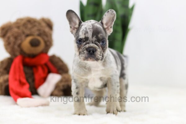 Image of Stella, a French Bulldog puppy