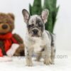 Image of Stella, a French Bulldog puppy