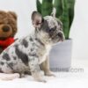 Image of Stella, a French Bulldog puppy