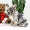 Image of Stella, a French Bulldog puppy