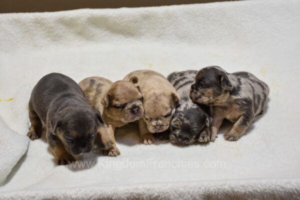 Image of Fawn Merle Male 🎄, a French Bulldog puppy