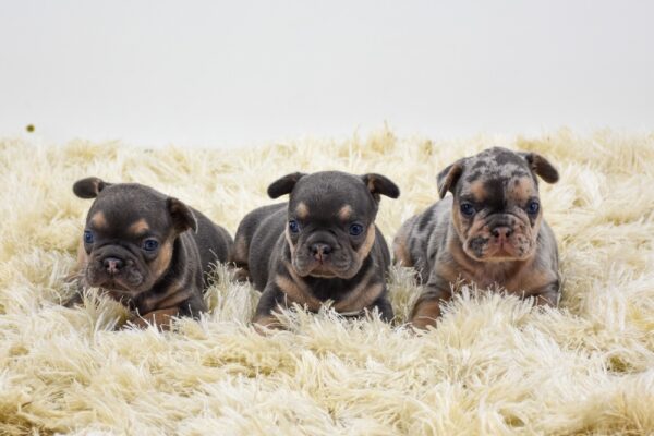 Image of Blue/Tan Female 🎄, a French Bulldog puppy