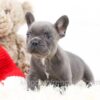 Image of Gadget, a French Bulldog puppy