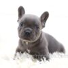 Image of Gadget, a French Bulldog puppy