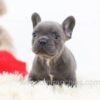 Image of Gadget, a French Bulldog puppy