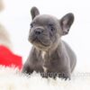 Image of Gadget, a French Bulldog puppy