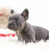 Image of Gadget, a French Bulldog puppy