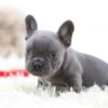 Image of Gadget, a French Bulldog puppy