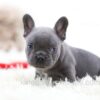 Image of Gadget, a French Bulldog puppy