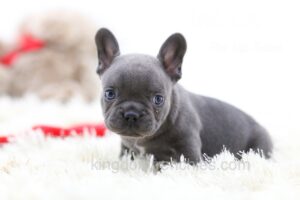 Image of Gadget, a French Bulldog puppy