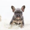 Image of Gizmo, a French Bulldog puppy