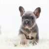 Image of Gizmo, a French Bulldog puppy