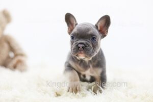 Image of Gizmo, a French Bulldog puppy