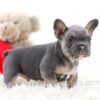 Image of Gizmo, a French Bulldog puppy