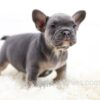 Image of Gizmo, a French Bulldog puppy