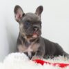 Image of Gizmo, a French Bulldog puppy