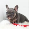 Image of Gizmo, a French Bulldog puppy