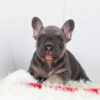 Image of Gizmo, a French Bulldog puppy