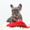 Image of Gizmo, a French Bulldog puppy