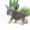 Image of Kiki, a French Bulldog puppy