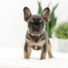 Image of Kiki, a French Bulldog puppy