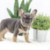 Image of Kiki, a French Bulldog puppy