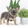 Image of Kiki, a French Bulldog puppy