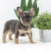 Image of Kiki, a French Bulldog puppy