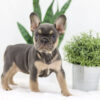 Image of Kiki, a French Bulldog puppy