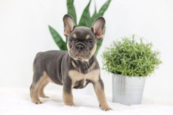 Image of Kiki, a French Bulldog puppy