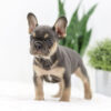 Image of Kiki, a French Bulldog puppy