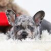 Image of Penelope, a French Bulldog puppy