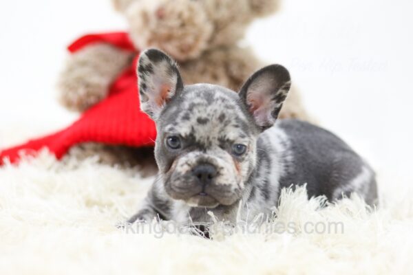 Image of Penelope, a French Bulldog puppy