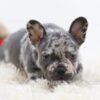 Image of Penelope, a French Bulldog puppy