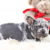 Image of Penelope, a French Bulldog puppy