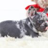 Image of Penelope, a French Bulldog puppy