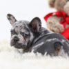 Image of Penelope, a French Bulldog puppy