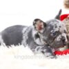 Image of Penelope, a French Bulldog puppy