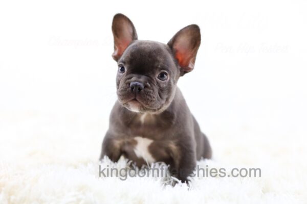 Image of Rex, a French Bulldog puppy