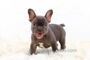 Image of Rex, a French Bulldog puppy