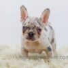 Image of Rose, a French Bulldog puppy