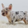 Image of Rose, a French Bulldog puppy