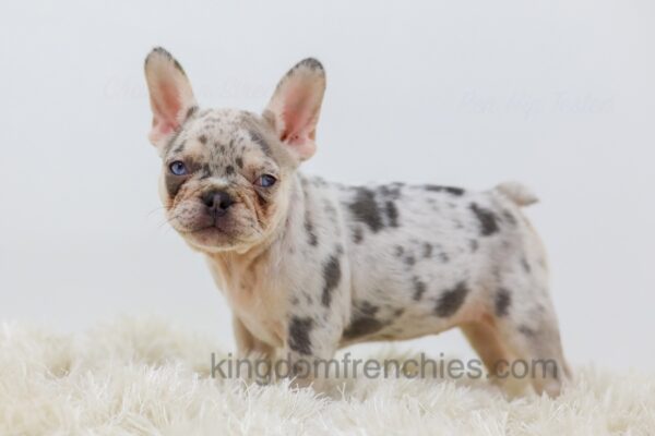 Image of Rose, a French Bulldog puppy